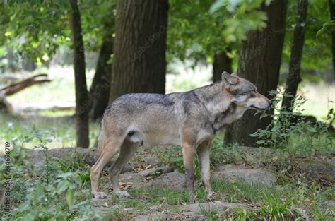 Loup gris (Canis lupus) Stock Photo | Adobe Stock