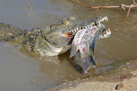 Found: Large And Deadly Nile Crocodiles, Now in Florida - Atlas Obscura