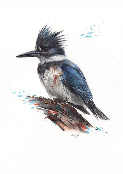 Belted Kingfisher Bird Portrait Realistic Ballpoint Pen Drawing By