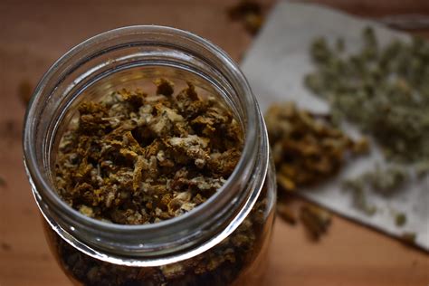 An herbalist's guide to mullein flowers + an infused oil recipe | indie ...