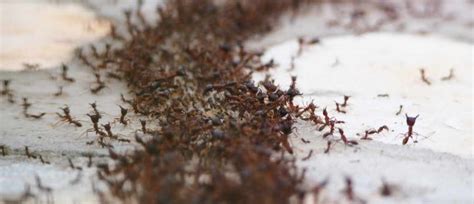 Signs Of Carpenter Ants In House What You Must Do