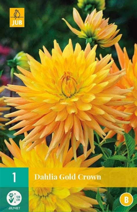 Dahlia Gold Crown Deoosteindeonline Nl