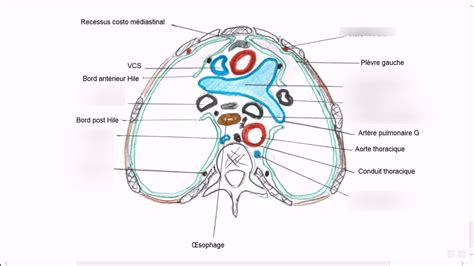 Diagramme De Ue Anatomie Coupe Transversale Vue Caudale Quizlet