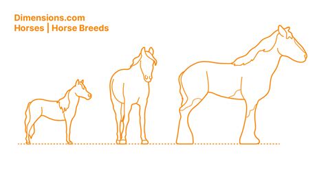 Horses | Horse Breeds Dimensions & Drawings | Dimensions.com