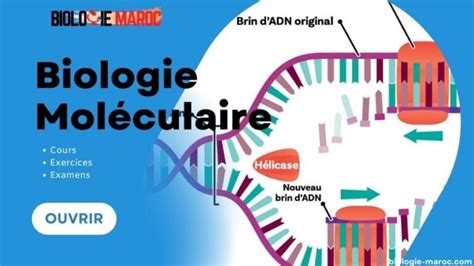 Biologie Moléculaire Cours Résumé TD TP Examens PDF S5