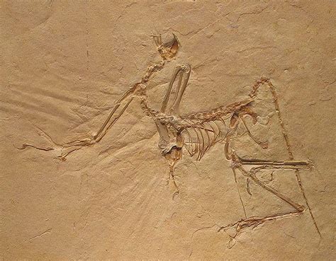 Bird Fossils