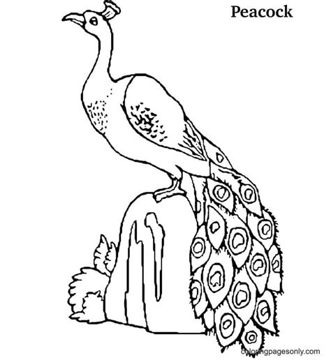 Peacock Coloring Pages To Print Free Printable Coloring Pages