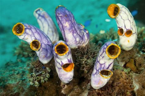 Our Ancient Cousins Million Year Old Tunicate Holds Intriguing