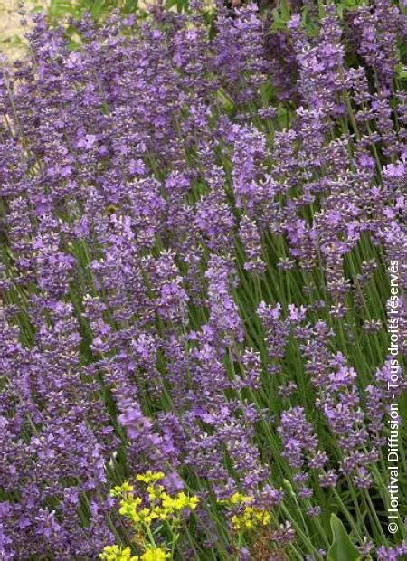 Lavandula Angustifolia Munstead Lavande De Provence Munstead Lavande