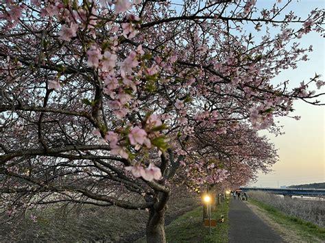 ひちわ真理子🐰国民民主党 八千代市議会議員 On Twitter 新川千本桜の会 ライトアップ 今日は満月なので17時からライトアップ