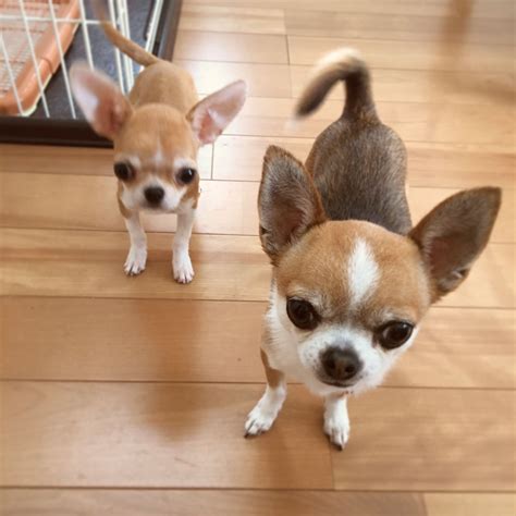 Deer Head Chihuahua Terrier Mix Pets Lovers