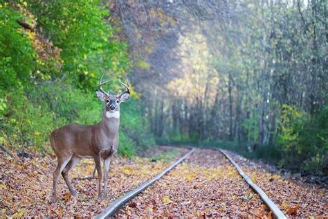 Buck On The Tracks Photograph By Tom Strutz Fine Art America