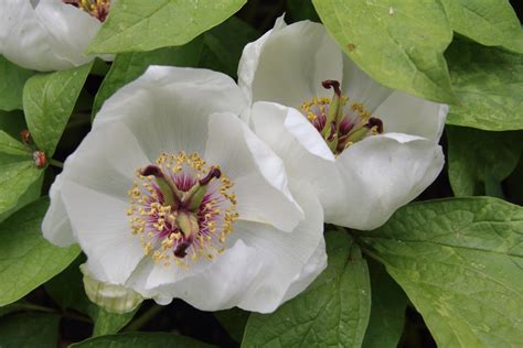 Paeonia Japonica Pan Global Plants