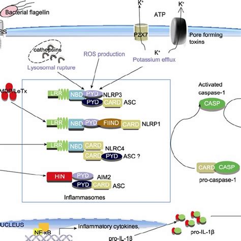 Myd Signaling Pathway