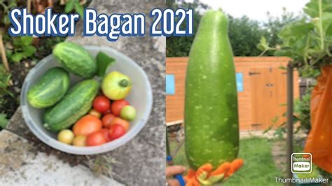 Shoker Bagan Part Harvesting Bottle Gourd And Tomatoes And