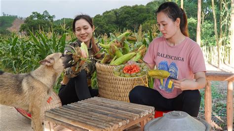 Harvesting Corn Bitter Melon Goes To The Market Sell Recipe Bitter