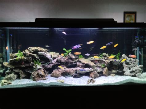 Cichlid Tank Setup Ideas