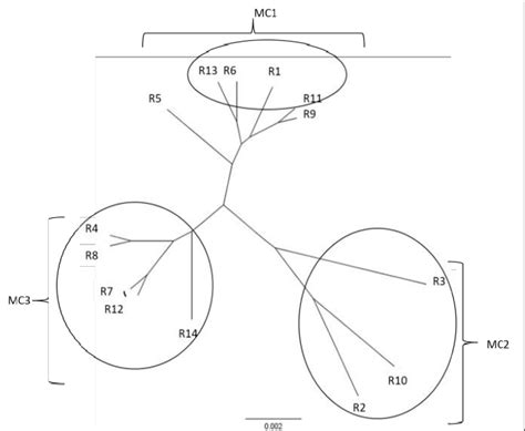 Upgma Phylogenetic Tree Based On Its Sequences Of The 14 R Communis