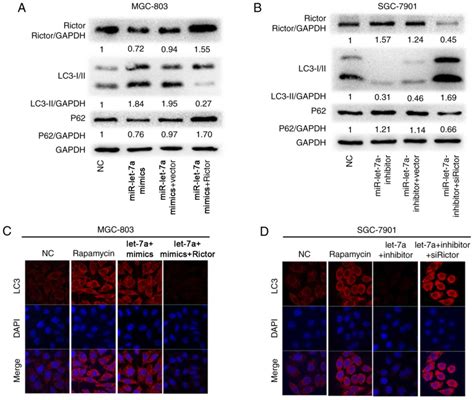 MicroRNA Let 7a Regulates Cell Autophagy By Targeting Rictor In Gastric