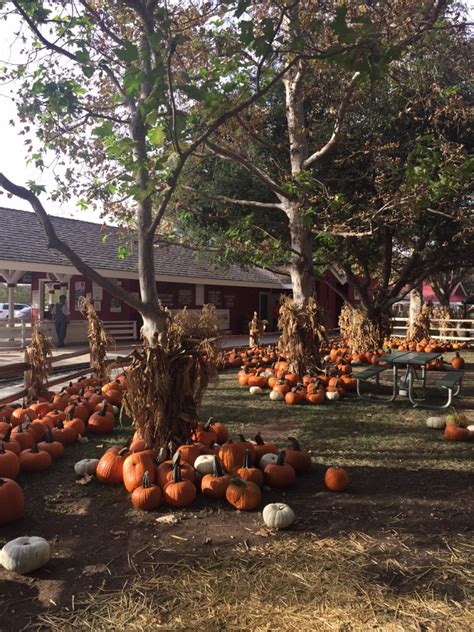 Irvine Park Railroad Pumpkin Patch | Daytripping Mom