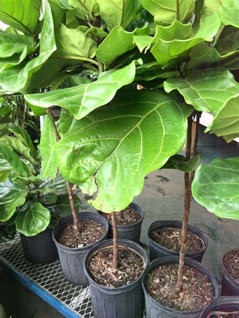 Live Ficus Lyrata Ornamental Fiddle Leaf Fig By Plantsandts