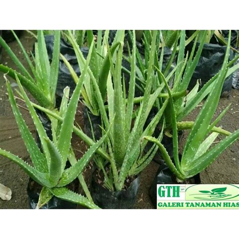 Jual Tanaman Hias Lidah Buaya Aloe Vera Aloevera Giant Kualitas Bibit