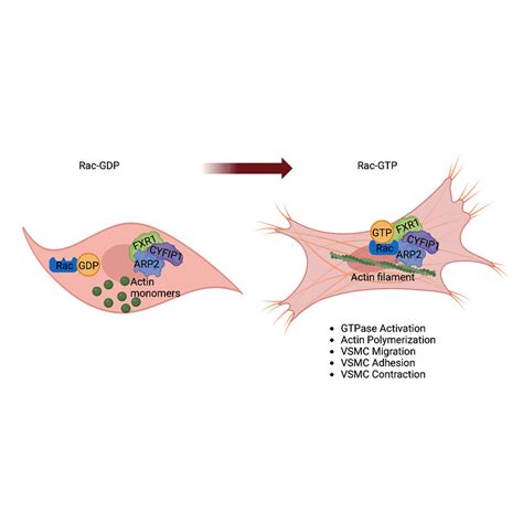 Fxr Regulates Vascular Smooth Muscle Cell Cytoskeleton Vsmc