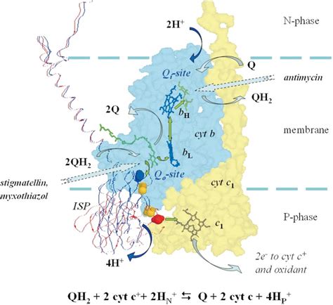 Figure From The Cytochrome Bc Complex Function In The Context Of