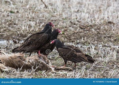 Turkey Vulture stock photo. Image of road, vulture, scavenger - 74768692