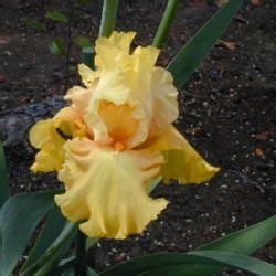 Bearded Iris Bulb Flowers Shades Of Yellow Hibiscus Bloom Tall