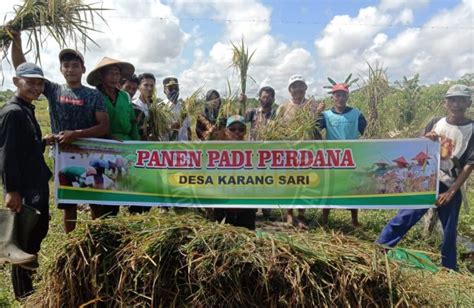 Panen Perdana Padi Varietas Unggul Inpari