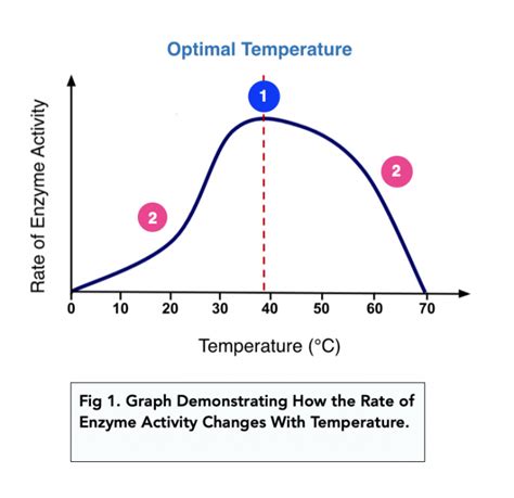 Enzymes Rates Of Reaction A Level Biology Study Mind