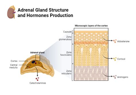 Adrenal Gland Layers And Hormones