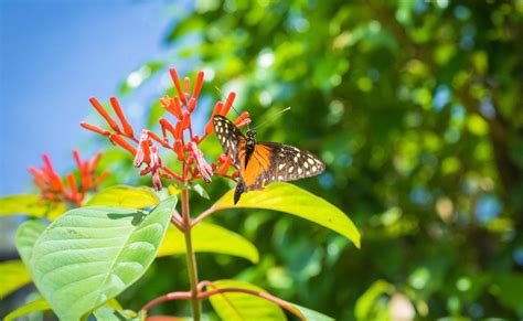 Aruba 5 Actividades Ideales Para Los Amantes De La Naturaleza Playas