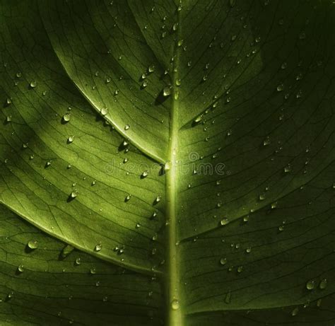 Green Tropical Leaves Texture Background Plant Texture Stock Image