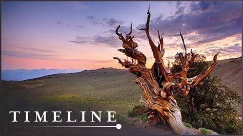 The Methuselah Tree: Curse Or Wonder - Documentary Forest