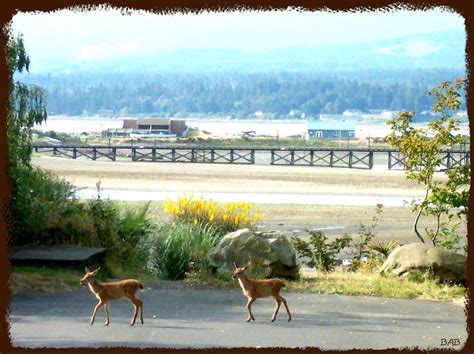 Goose Spit From Filberg Park Comox Valley Bc Vancouver Island