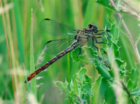 Russet Tipped Clubtail From Dakota County MN USA On July 7 2023 At