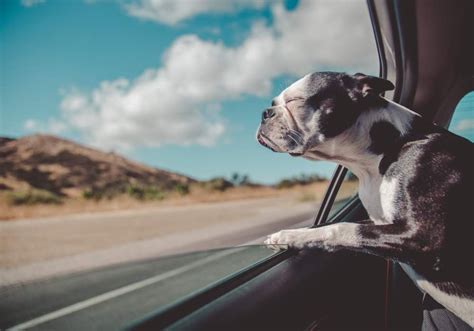 Sistemas Para Llevar A Tu Mascota En El Coche