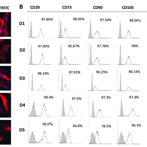 Morphology And Immunophenotype Of Bm Mscs Derived From Pediatric Download Scientific Diagram