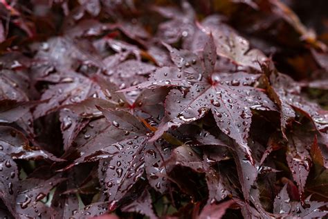 Red Maple Leaves · Free Stock Photo