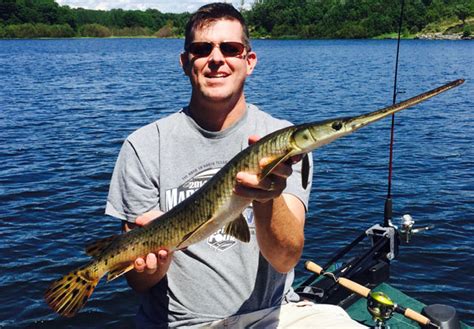 Lake Huron Longnose Gar Canadian Sportfishing