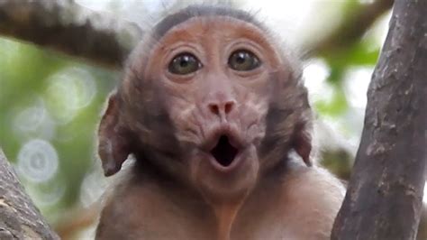 Baby Monkey Cry Monkey Cry Loudly Why Baby Monkey Cry Youtube