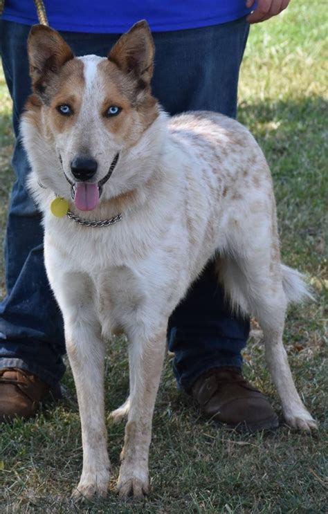 Australian Cattle Dog Husky Mix Mixed Breed Dogs Cute Dogs And