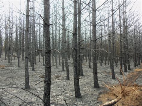 Drought Puts Trees The World Over At The Edge Climate Central