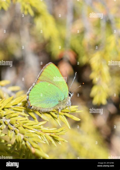 Green Hairstreak Butterfly Callophrys Rubi On A Pine Tree Stock Photo