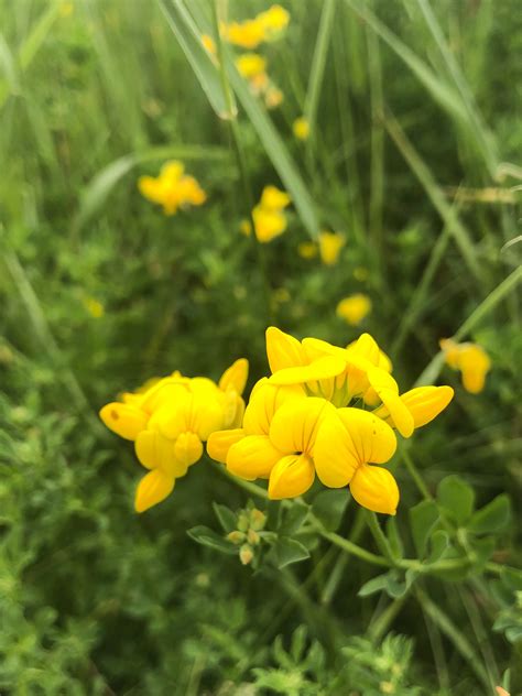 Wisconsin Wildflower Bird S Foot Trefoil Lotus Corniculatus