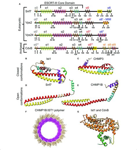 Molecular Structure Of Escrt Iii And Cdvb Proteins A Secondary