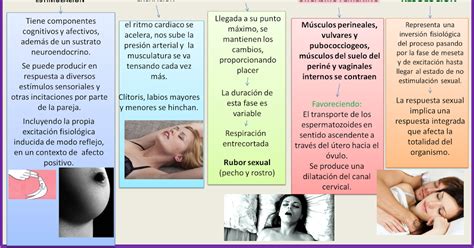 Blog De Fisiolog A Medica Uas Brianda L Pez Acto Sexual Femenino