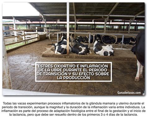 ESTRÉS OXIDATIVO E INFLAMACIÓN DE LA UBRE DURANTE EL PERIODO DE